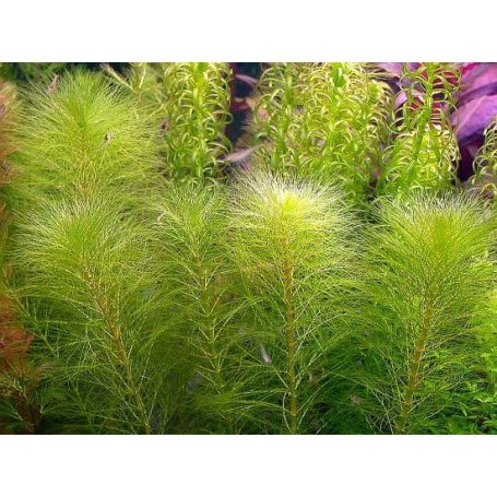 Myriophyllum propiquum