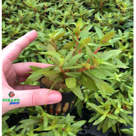 Nesaea pedicellata Golden