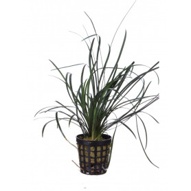 5x Ophiopogon jaburan Ophiopogon jaburan