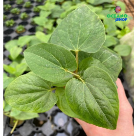 5x Saururus cernuus Saururus cernuus