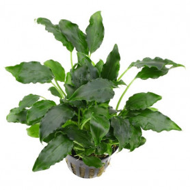 5x Schismatoglottis prietoi Schismatoglottis prietoi