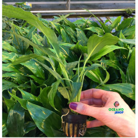 5x Spathyphyllum green Spathyphyllum green