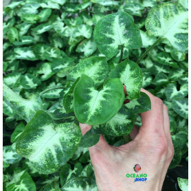 5x Syngonium White Butterfly Syngonium White Butterfly