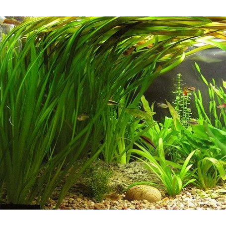 Vallisneria gigantea americana