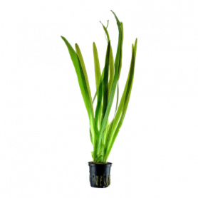 5x Vallisneria gigantea Vallisneria gigantea