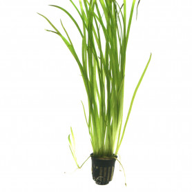 5x Vallisneria spiralis Vallisneria spiralis
