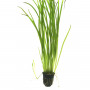 Vallisneria spiralis