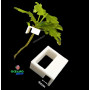 Clip hidroponia poto 4mm acuario cultivo plantas
