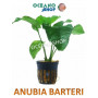 anubia barteri barata acuario planta