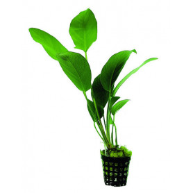 5x Anubia hastifolia Anubias hastifolia