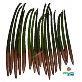 4x Vaina de mangle rojo semilla mangle manglar rojo mangrove seed rhizophora