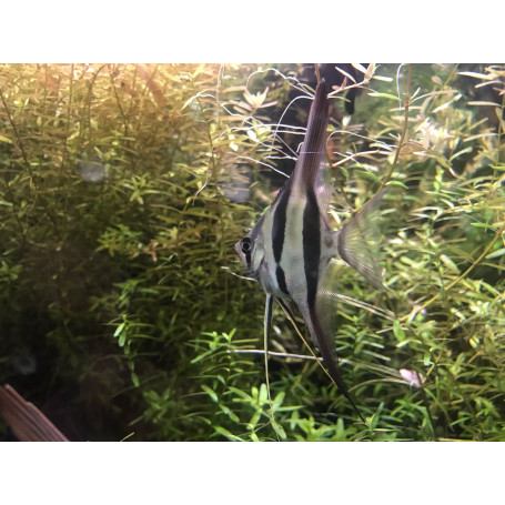 PTEROPHYLLUM ALTUM ORINOCO