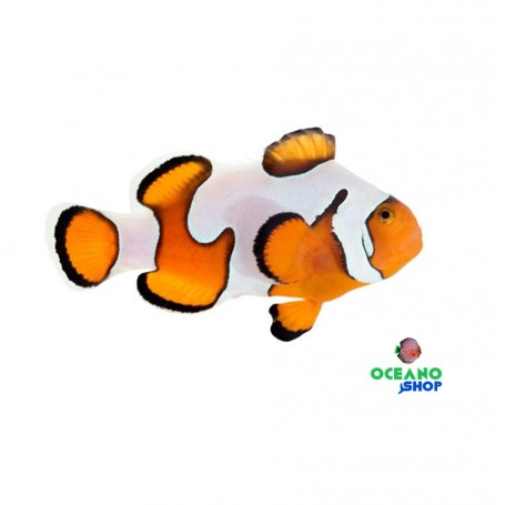 Amphiprion ocellaris gladiator