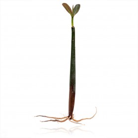 Vaina de mangle rojo germinado semilla mangle manglar rojo mangrove seed rhizophora germinada con hojas y raices