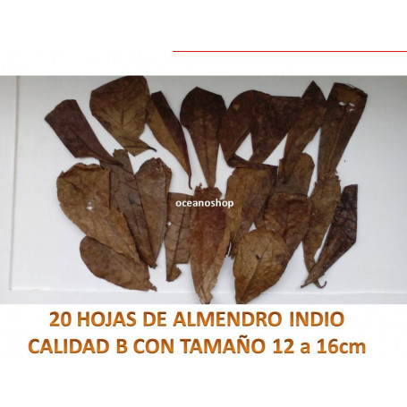 20 Hojas de almendro indio CALIDAD B