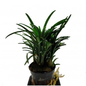 Ophiopogon kioto mini Ophiopogon kioto mini