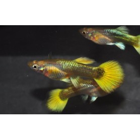 Guppy hembra full gold