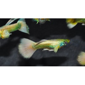 Guppy macho full gold Guppy macho full gold