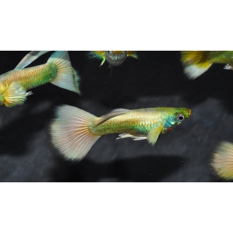 Guppy macho full gold