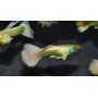 Guppy macho full gold