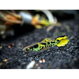 Guppy macho endler tiger Guppy macho endler tiger