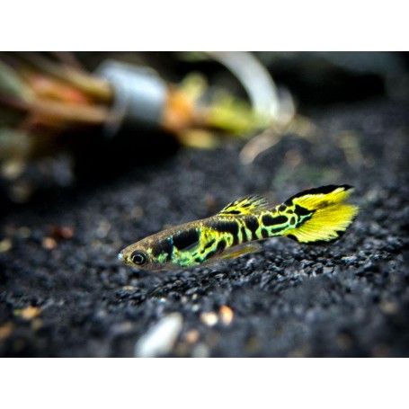 Guppy macho endler tiger