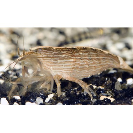 Atyopsis moluccensis - Gamba filtradora