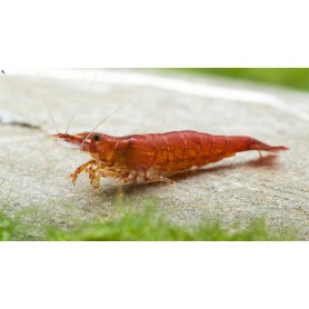 Neocaridina bloody mary bloody mary