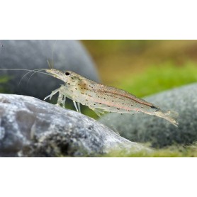 Caridina multidentata japonica Caridina multidentata japonica
