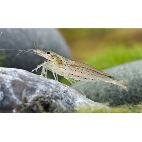 Caridina multidentata japonica