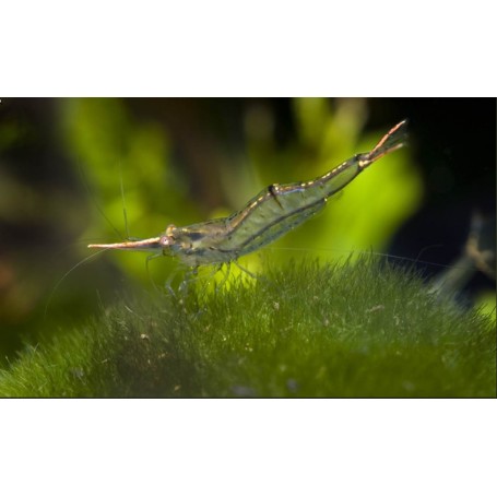 Caridina gracilirostris " Gamba pinocho "