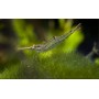 Caridina gracilirostris " Gamba pinocho "