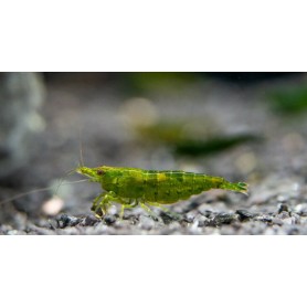 Neocaridina green jade Neocaridina green jade