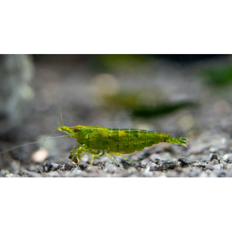 Neocaridina green jade