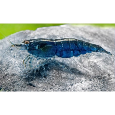 Neocaridina azul diamante