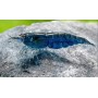 Neocaridina azul diamante