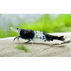 Neocaridina rili carbon Neocaridina rili carbon