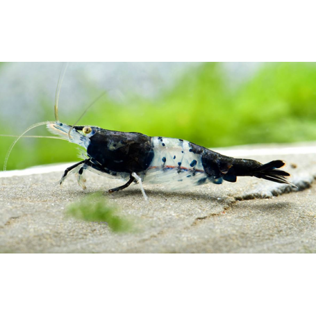 Neocaridina rili carbon