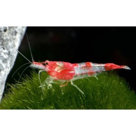 Neocaridina red rili Neocaridina red rili