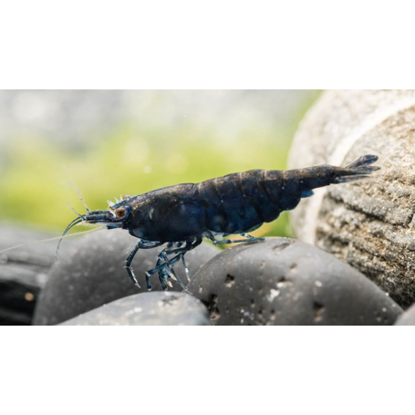 Neocaridina black sakura