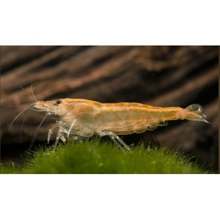 Neocaridina orange sakura