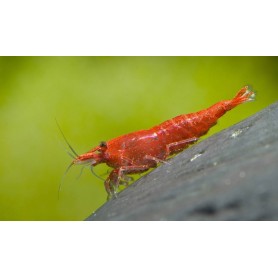 Neocaridina red sakura Neocaridina red sakura