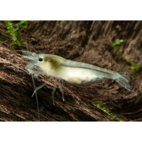 Neocaridina white pearl Neocaridina white pearl