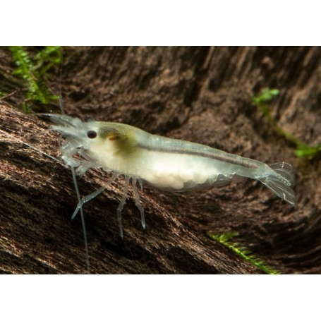 Neocaridina white pearl