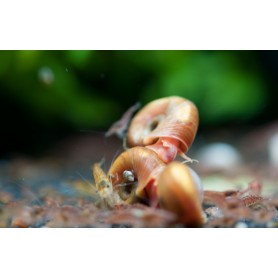 Planorbis Planorbis