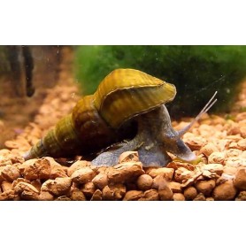 Brotia herculea-caracol gigante Brotia herculea-caracol gigante