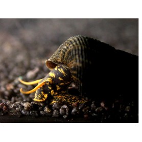 Tylomelania yellow spotted Tylomelania yellow spotted