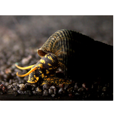 Tylomelania yellow spotted