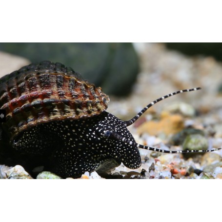 Tylomelania white spotted
