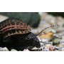 Tylomelania white spotted